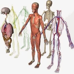 The different systems within our bodies
