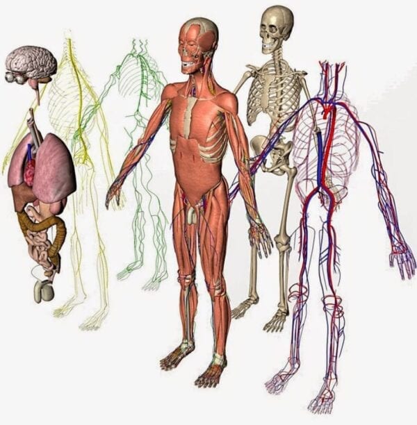 The different systems within our bodies